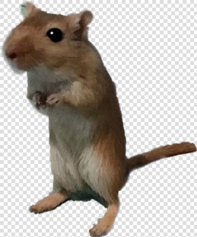  gerbil   Mouse  HD Png DownloadTransparent PNG