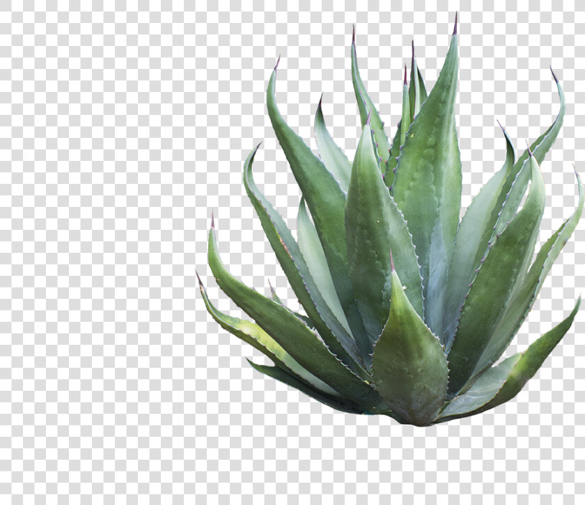 Agave Azul   Png Download   Agave Png  Transparent PngTransparent PNG