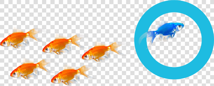 Find Out More Reasons Why Hoteliers Choose Us   Goldfish  HD Png DownloadTransparent PNG