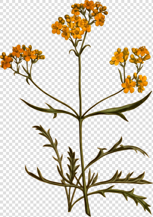 Plant flora common Tansy   Botanic Flower Png Transparent  Png DownloadTransparent PNG