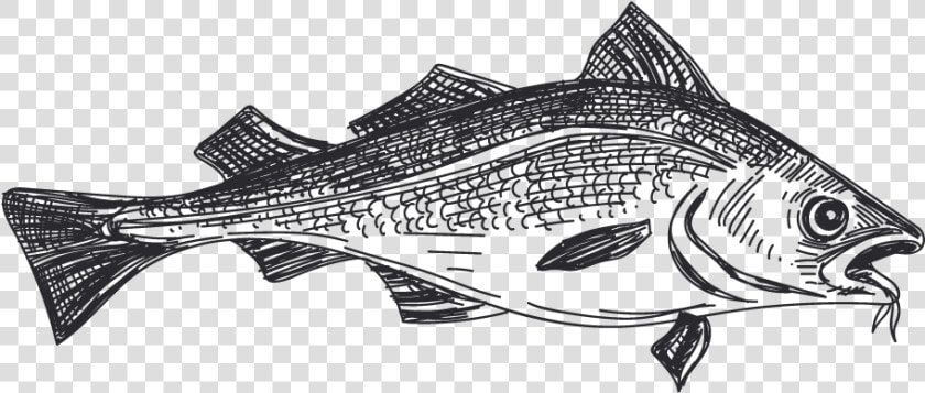 Pescado Blanco Striper Bass   Pescado Blanco Y Negro  HD Png DownloadTransparent PNG