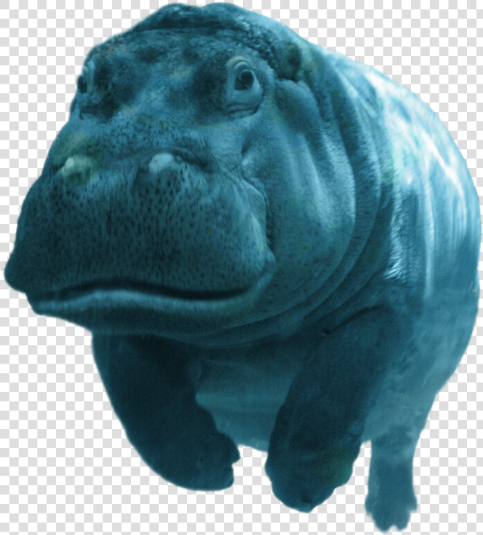 Genny Swimming   Hippopotamus  HD Png DownloadTransparent PNG