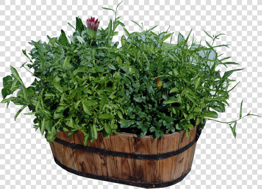 Potted Plants Png Download   Plants In Pots Png  Transparent PngTransparent PNG