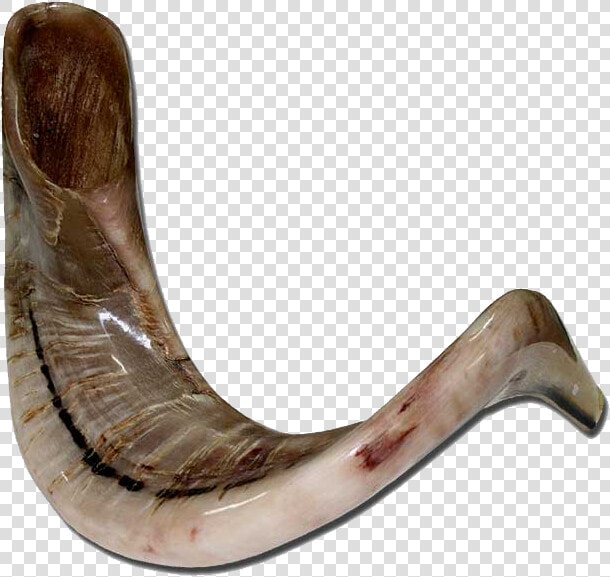 Shofar Ram  39 s Horn Png  Transparent PngTransparent PNG