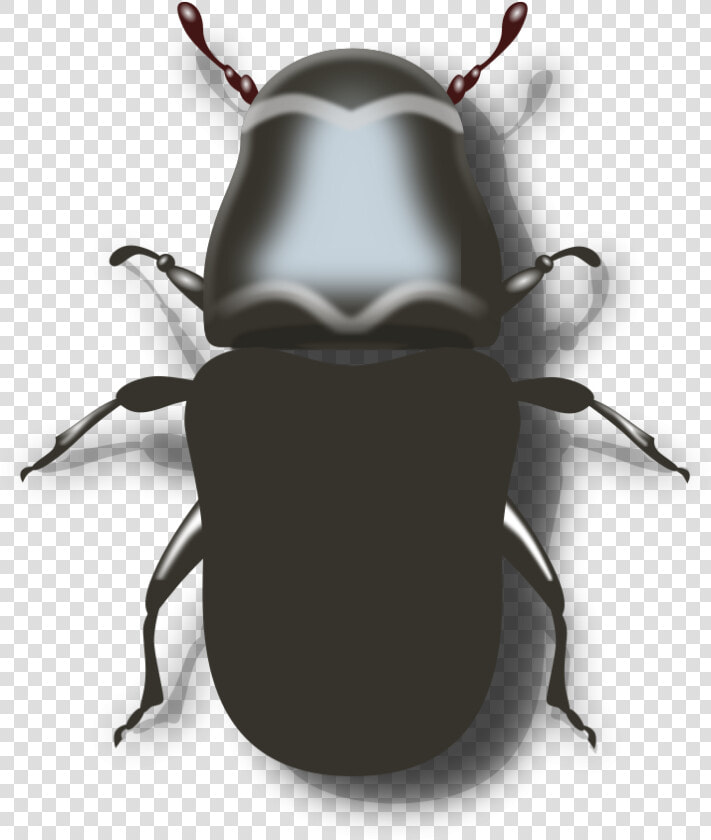 Transparent Insects Clipart   Pine Beetle Clipart  HD Png DownloadTransparent PNG