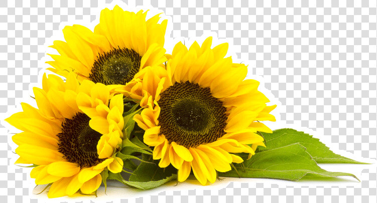 Sunflowers Png Phool   Sunflower Png  Transparent PngTransparent PNG