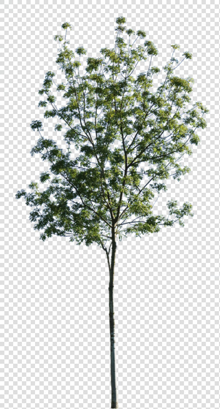 Fraxinus Excelsior Cutout  HD Png DownloadTransparent PNG