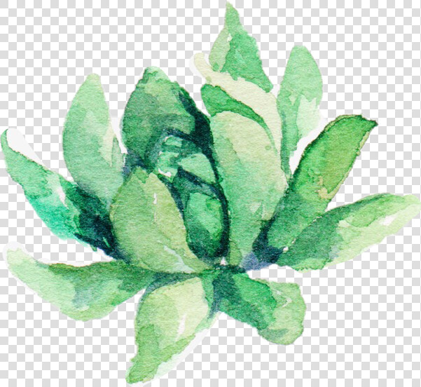  watercolor  plant  aesthetic  suculent   Watercolor Plant Png  Transparent PngTransparent PNG