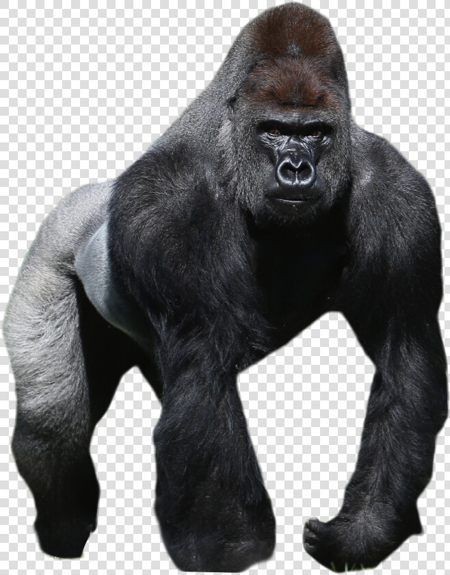 Mountain Gorilla Clipart Jpg Royalty Free Library Western   Silverback Gorilla White Background  HD Png DownloadTransparent PNG