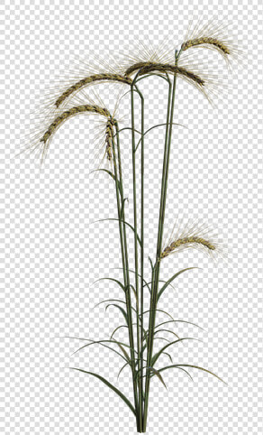 Wheat  Field  Plant  Agriculture  Summer  Autumn   Grass  HD Png DownloadTransparent PNG