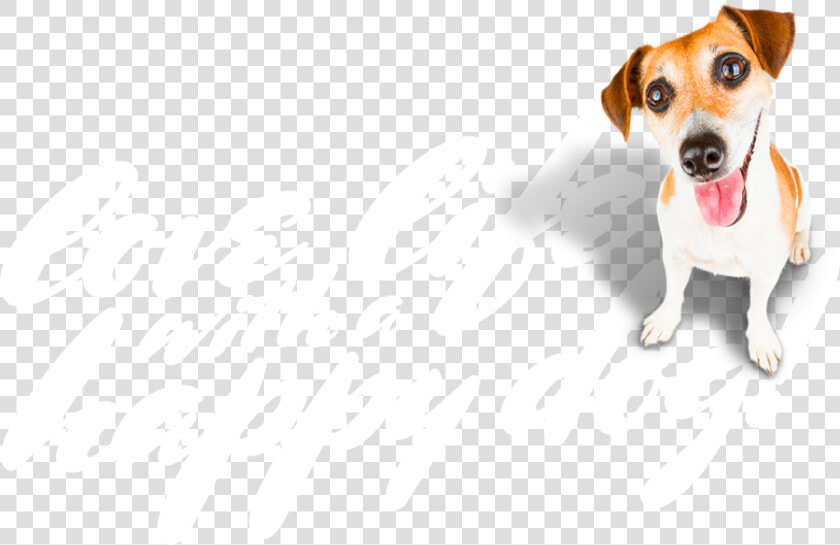 Love Life With A Happy Dog Christchurch  amp amp   Brazilian Terrier  HD Png DownloadTransparent PNG