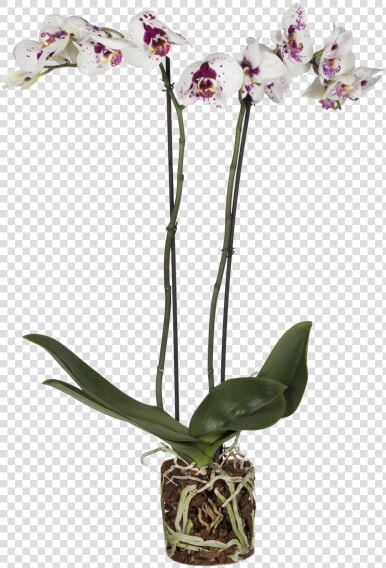 Orchid Picasso   Cattleya Elongata  HD Png DownloadTransparent PNG