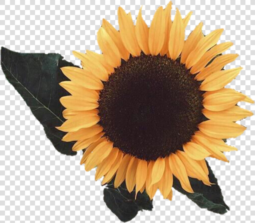 Aesthetic Sunflower Png Image   Aesthetic Sunflower Transparent Background  Png DownloadTransparent PNG