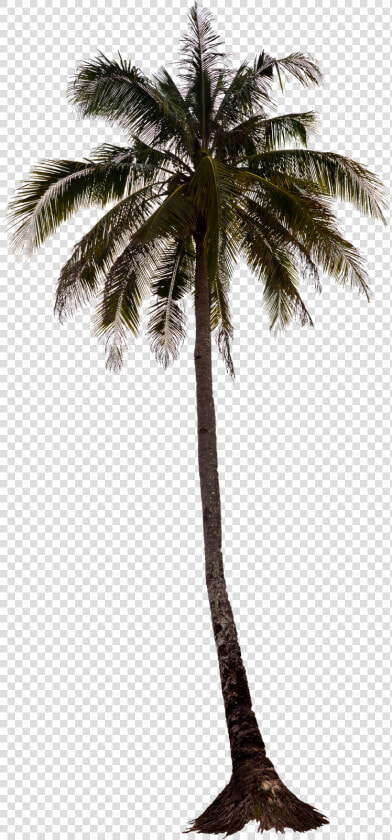 Palm Tree Png  Palm Trees  Tree Render  Photoshop    Palm Tree Photoshop Png  Transparent PngTransparent PNG