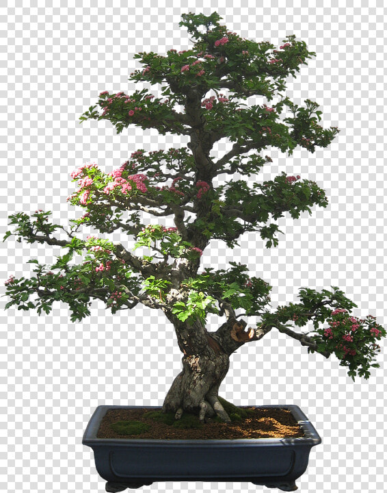 Bonsai  Tree  Plant  Potted Plant  Small  Tiny   Bonsai Tree Clip Art  HD Png DownloadTransparent PNG