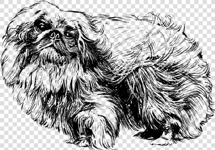 Pekingese Shih Tzu Papillon Dog Chihuahua Pug   Black Pekingese Dog Clip Art  HD Png DownloadTransparent PNG