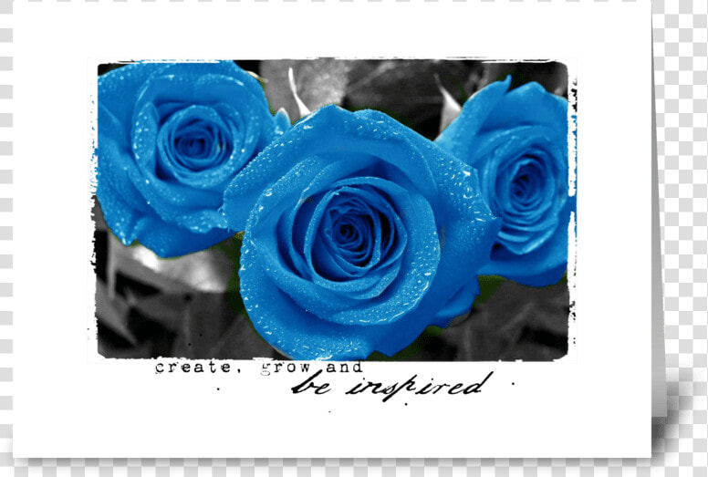 Be Inspired With Blue Roses Greeting Card   Blue Roses Garden Background  HD Png DownloadTransparent PNG