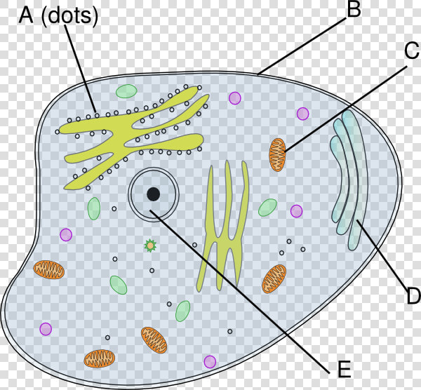 Animal Cell Svg Clip Arts   Cell Of A Chameleon  HD Png DownloadTransparent PNG