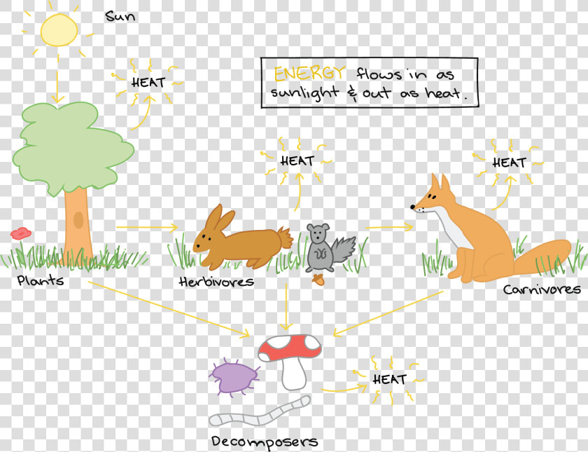 Energy Flow Diagram In Ecosystems  HD Png DownloadTransparent PNG