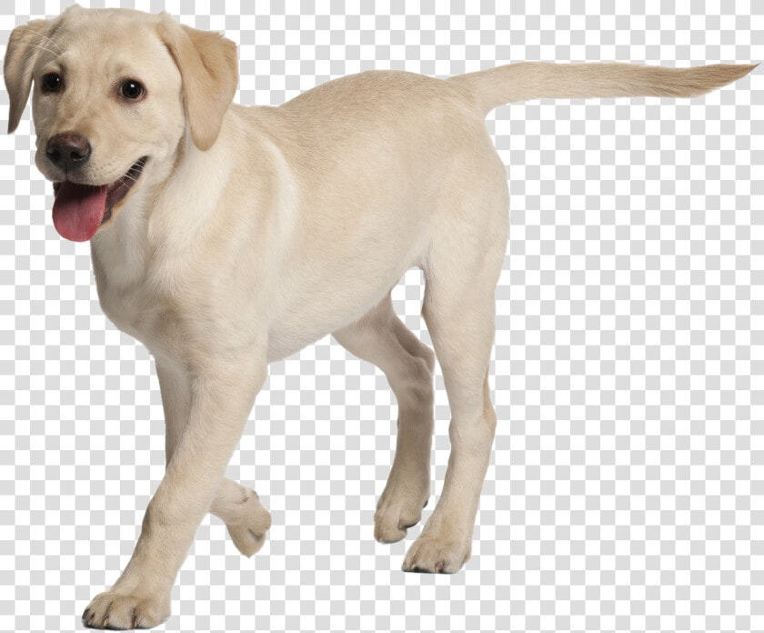 Labrador Retriever Rottweiler Puppy Golden Retriever   Labrador Puppy 4 Months Old  HD Png DownloadTransparent PNG