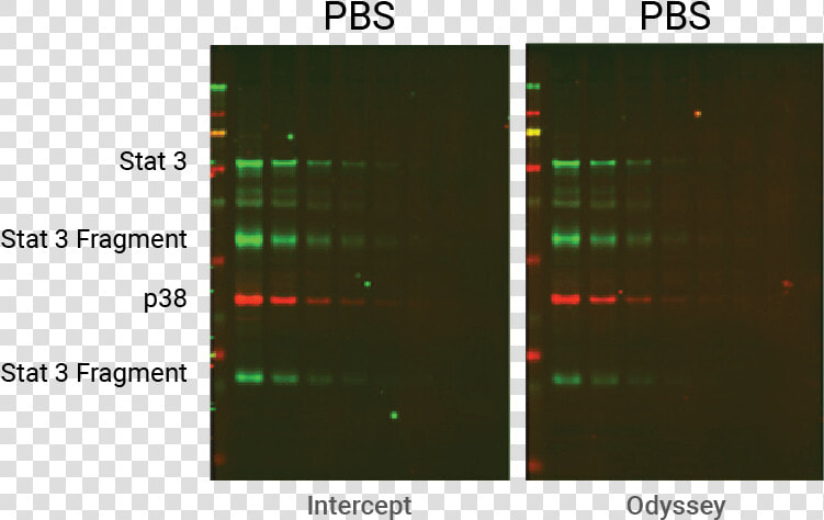 Pbs Intercept And Odyssey Blocker Comparison   Tris Pbs Western Blot  HD Png DownloadTransparent PNG