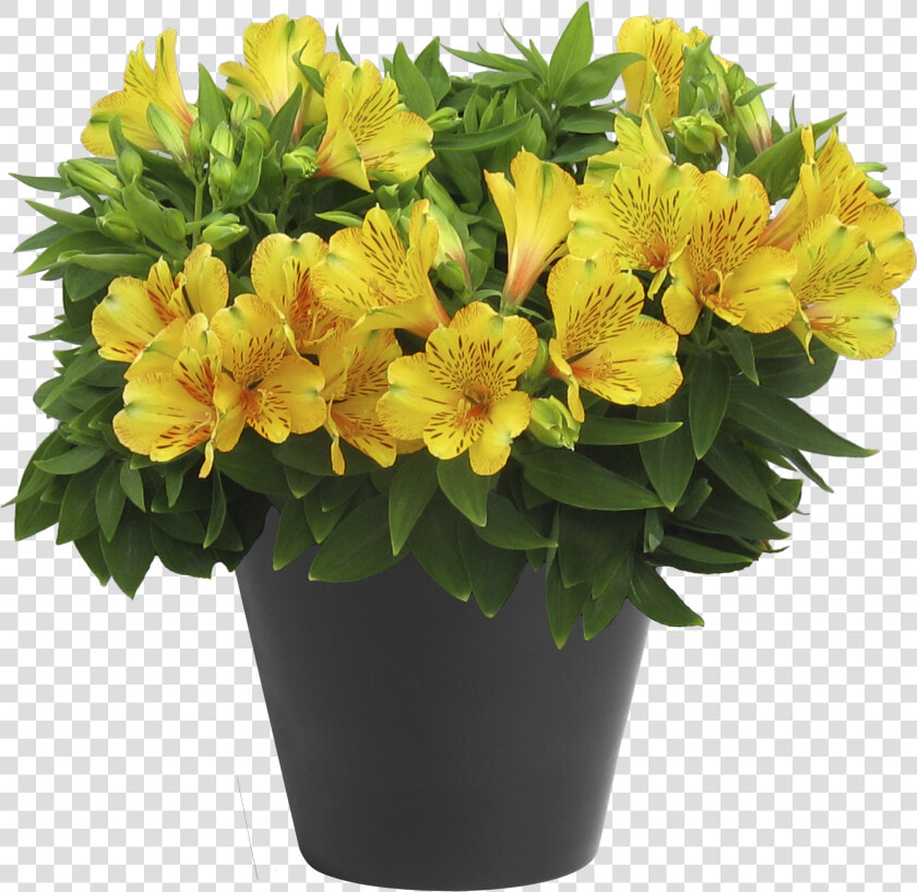 Alstroemeria Inca Gold Rush ®   Peruvian Lily  HD Png DownloadTransparent PNG