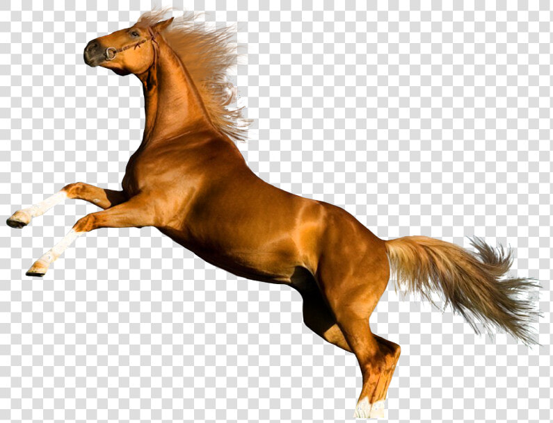 Horse Rearing   Png Download   Horse Rearing Png  Transparent PngTransparent PNG