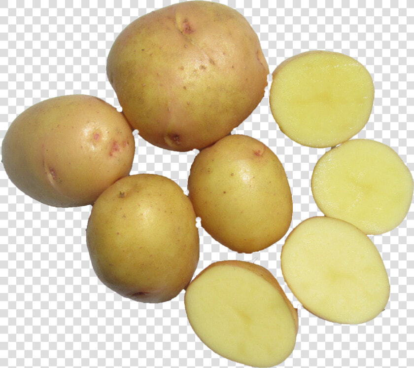 Tuber  HD Png DownloadTransparent PNG