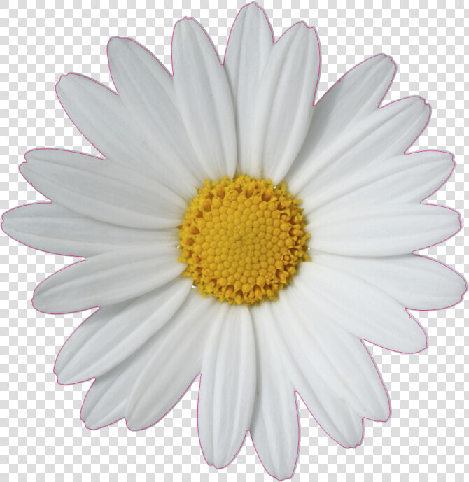 Common Daisy Flower Clip Art   Daisy Png  Transparent PngTransparent PNG