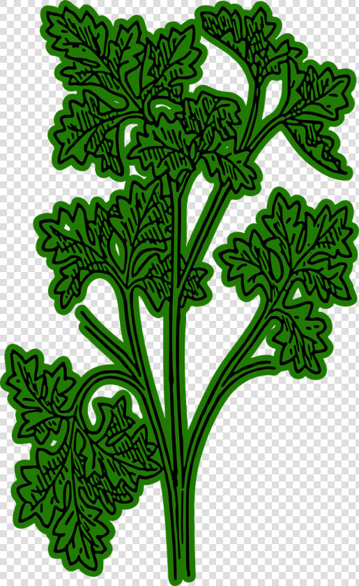 Perejil  Verde  Especia  Perejil Francés  Planta   Parsley Png Clipart  Transparent PngTransparent PNG