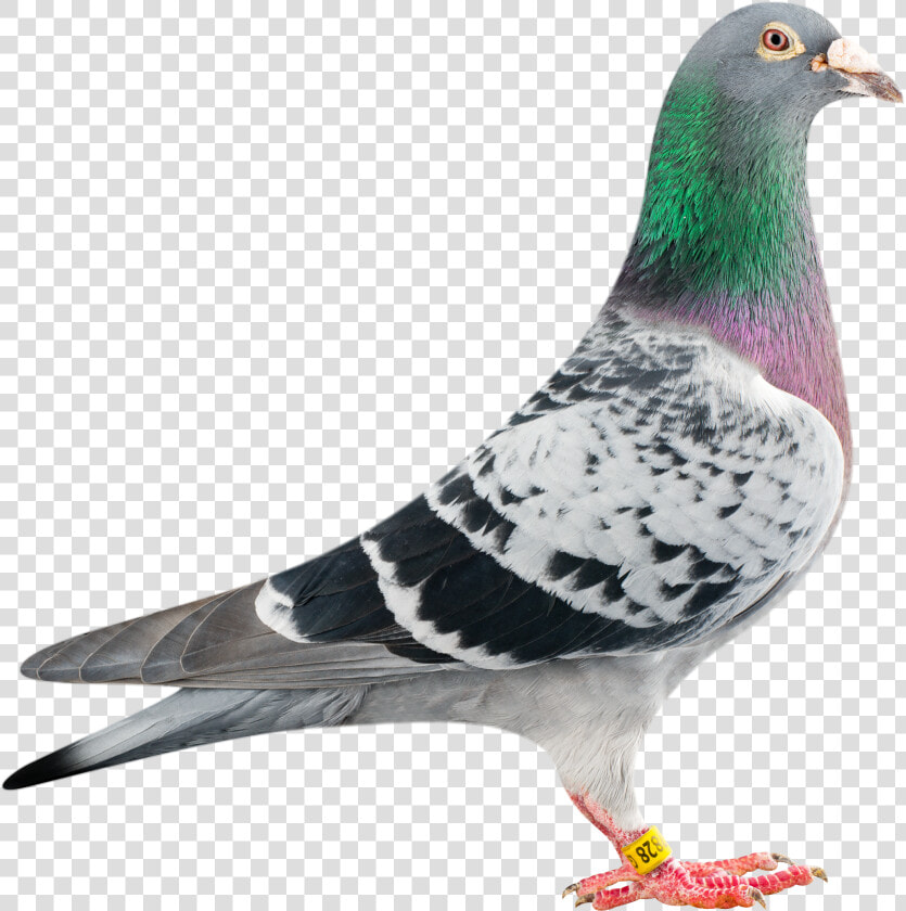 Pigeon Transparent Png   Racing Pigeon Png Transparent  Png DownloadTransparent PNG