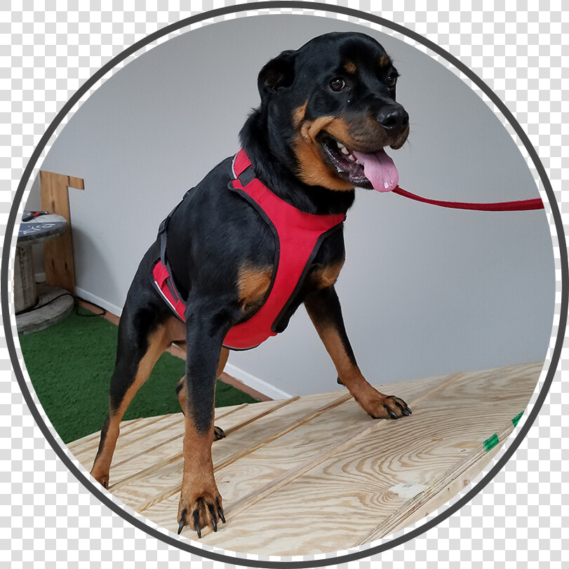 Doggy2   Rottweiler  HD Png DownloadTransparent PNG