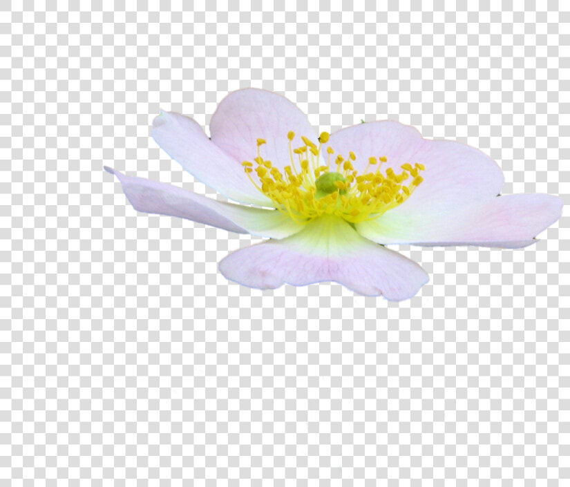 Cute Flower Png By Spooky Dream d47jhc0   Rosa Rubiginosa  Transparent PngTransparent PNG