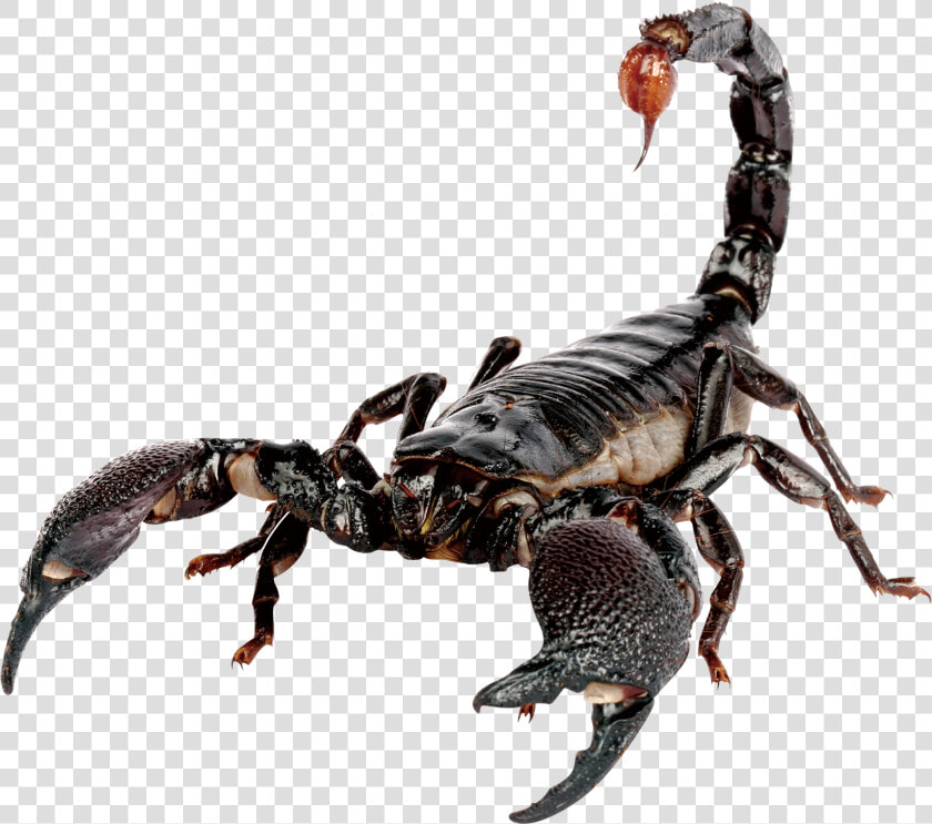 Emperor Scorpion Scorpion Sting House   Scorpion Png  Transparent PngTransparent PNG