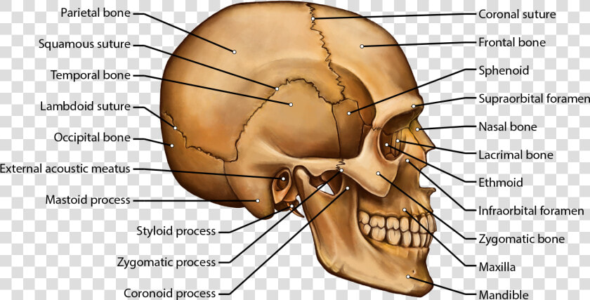 Clip Art Brittany Clark   Skull Side View Diagram  HD Png DownloadTransparent PNG