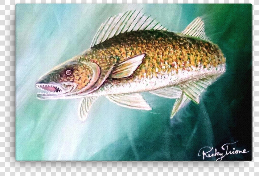 Walleye Pike By Ricky Trione   Brown Trout  HD Png DownloadTransparent PNG