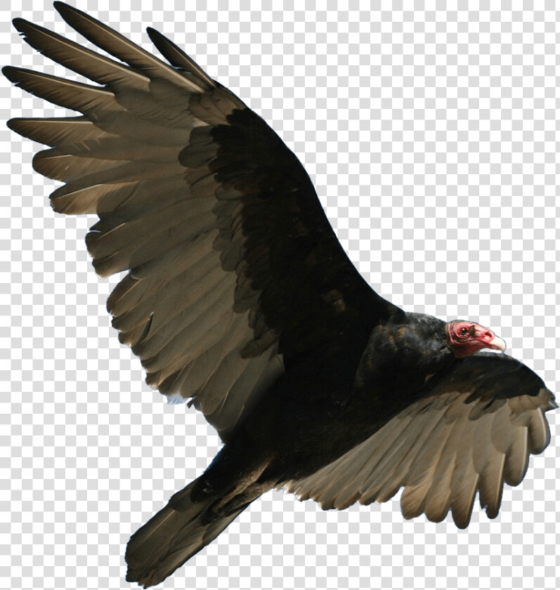 Turkey Vulture Flying   Turkey Vulture Png  Transparent PngTransparent PNG