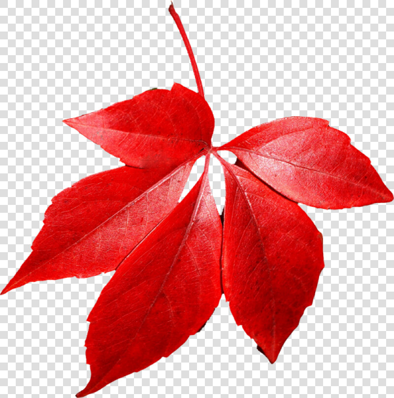 Red Autumn Png Leaf   Red Autumn Leaves Transparent Background  Png DownloadTransparent PNG