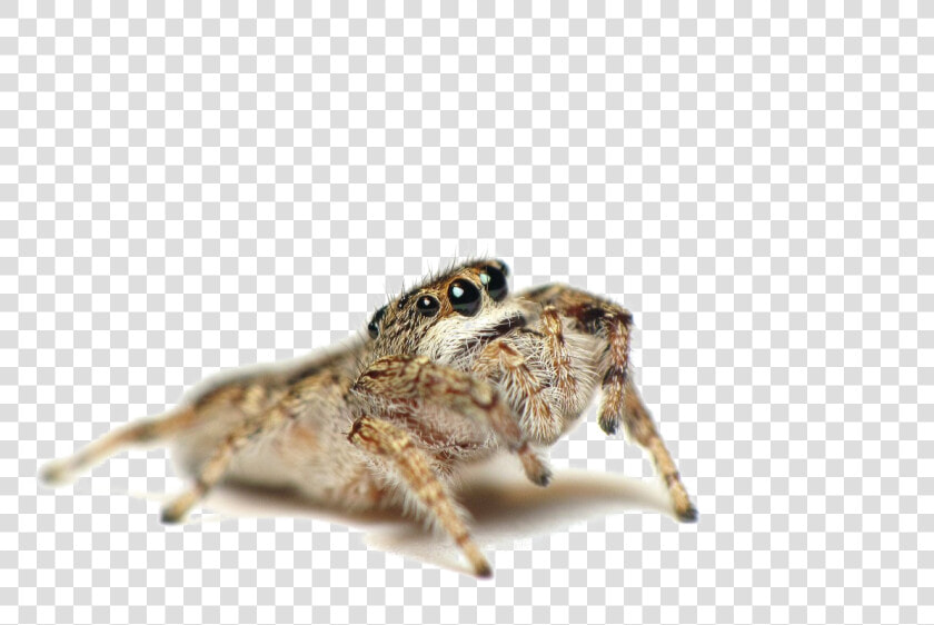 Jumping Spider Png Photo   Spider That Kill Spiders  Transparent PngTransparent PNG