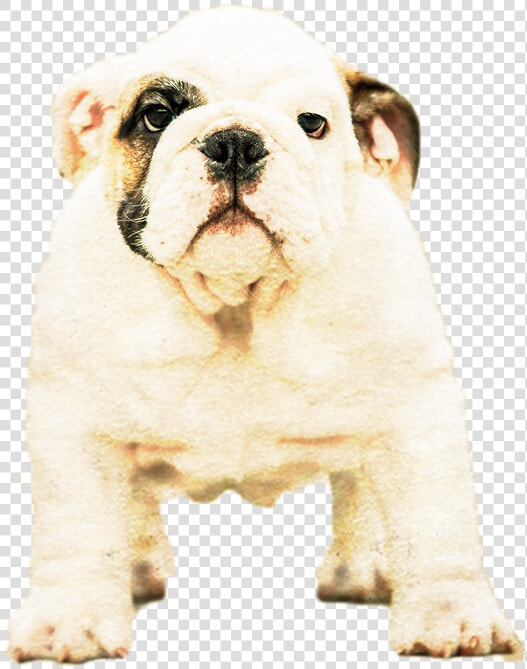 Olde English Bulldogge  HD Png DownloadTransparent PNG