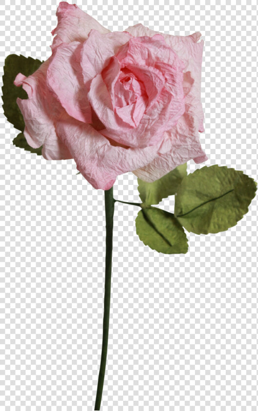 Light Pink Roses   Light Pink Pink Rose Clear Background  HD Png DownloadTransparent PNG