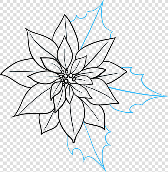 How To Draw Poinsettia   Poinsettia Drawing  HD Png DownloadTransparent PNG