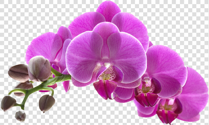 Transparent Orquideas Png   Purple Orchid Flower Transparent Background  Png DownloadTransparent PNG