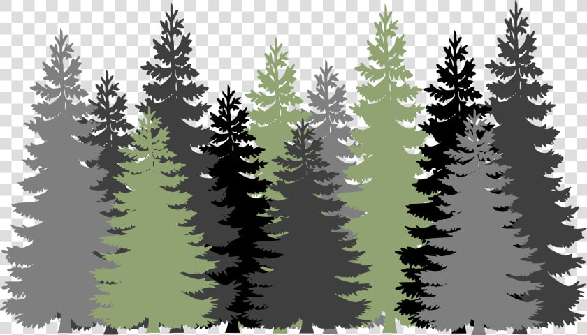 Forest  Trees  Evergreen  Conifers  Pines  Gray  Green   Pine Tree Forest Svg  HD Png DownloadTransparent PNG