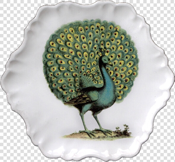 John Derian Peacock Print  HD Png DownloadTransparent PNG