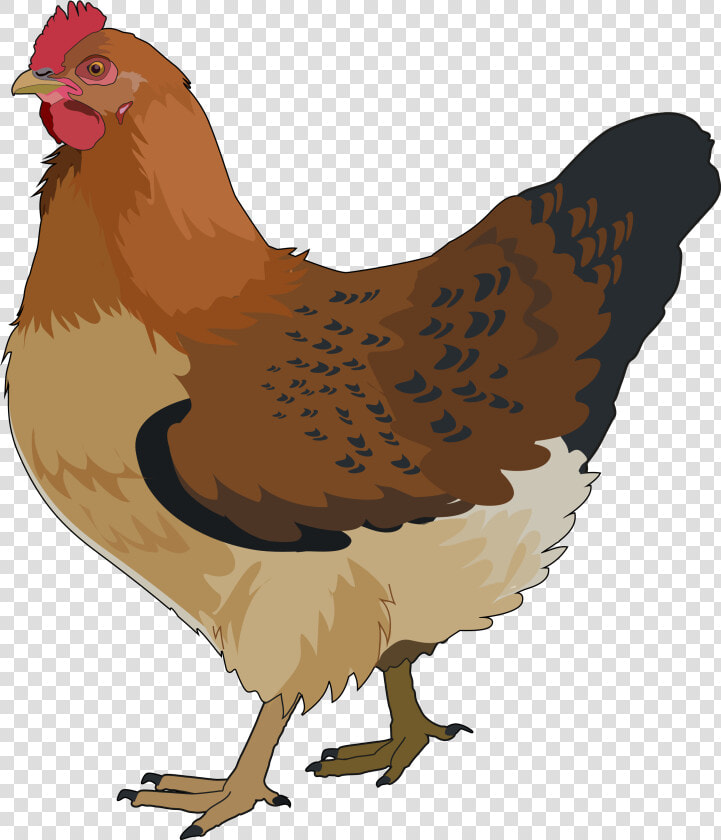 Gallina Png  Transparent PngTransparent PNG