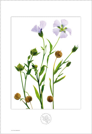 Picture Of Linen Aboca Botanical Art Flower   Linen Botanical Art  HD Png DownloadTransparent PNG