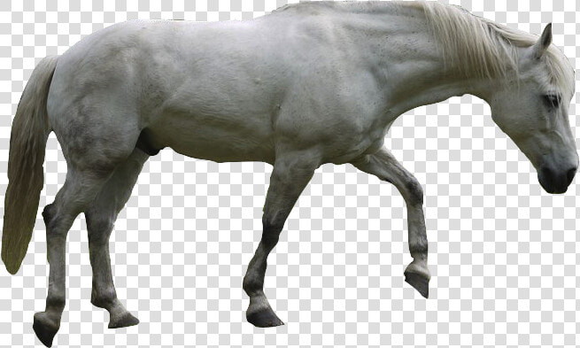 For Mobile Aljanh   Png White Horse  Transparent PngTransparent PNG