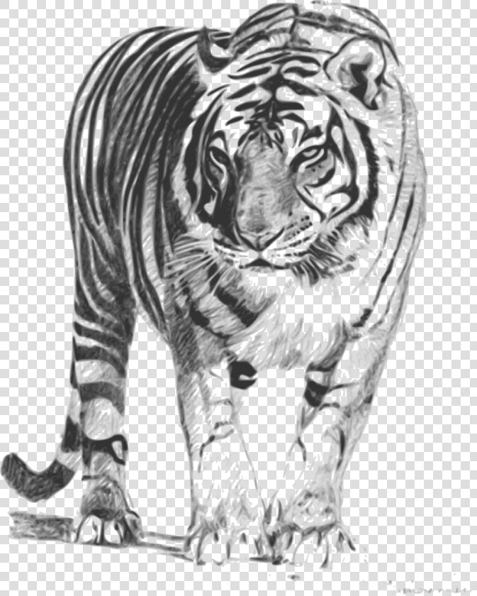 Bengal tiger   Royal Bengal Tiger Sketch  HD Png DownloadTransparent PNG