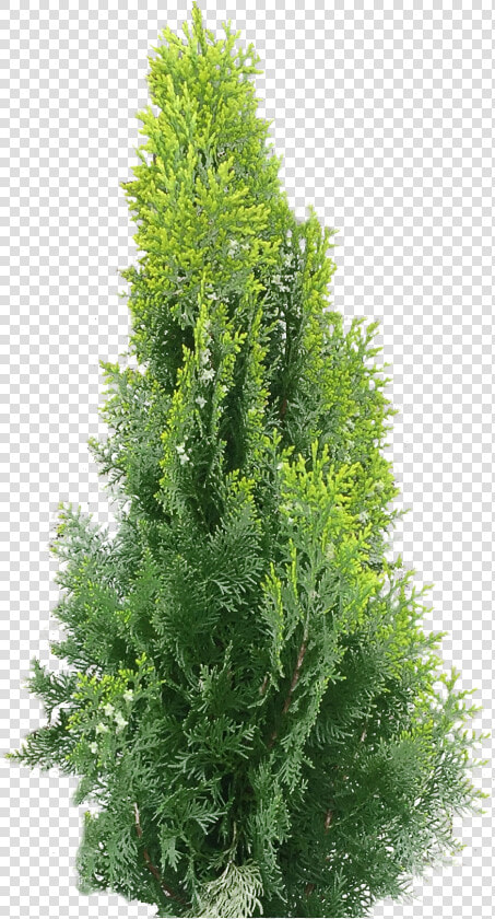 Arborvitae Transparent Png  Png DownloadTransparent PNG